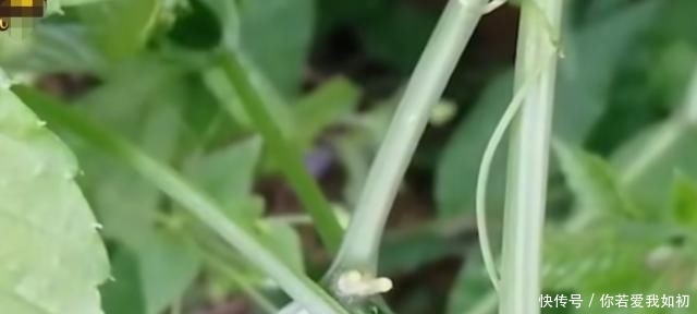  「作用」农村这种随处可见的野草，没想到作用非常大，看到可别