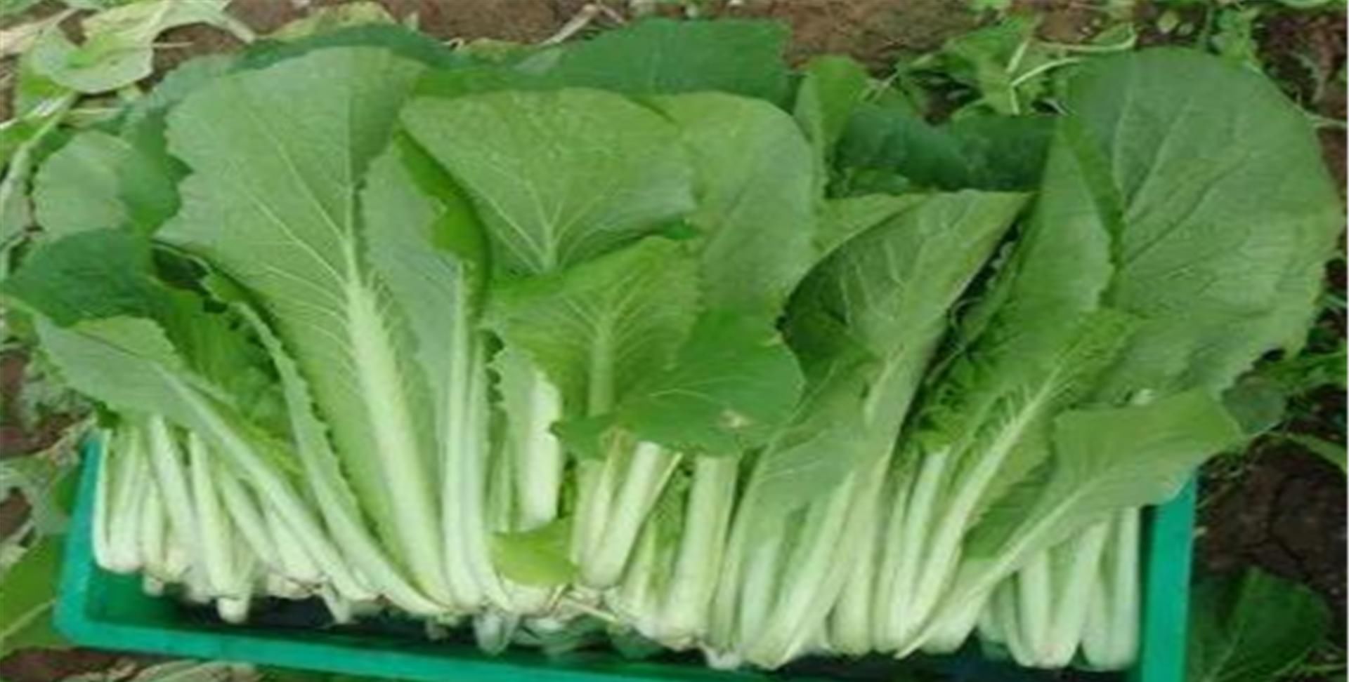  『蔬菜』想在阳台种菜？就选这五种蔬菜吧！易养又非常容易爆盆！