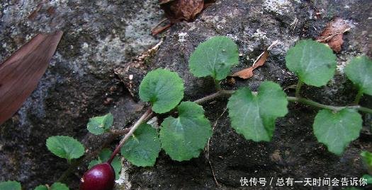 这种野生物，若它生长在你家的地里，可不要除掉，当前真的好珍贵