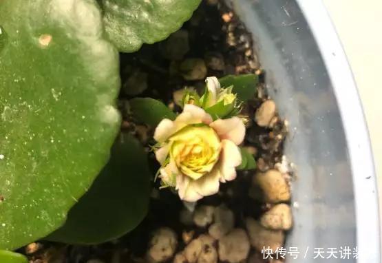  [图片作者]15种超级好养的花，不死鸟居然不是第一，“养花杀手”们试一试吧