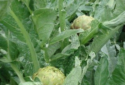  #炒热#市场一斤50，被炒热的洋藓为何无人种植，农民：我们不会