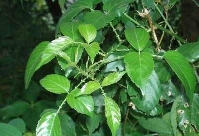  #如今#簕菜：茎叶长满刺，以前当野树砍掉，如今批量种植，做美食用处大