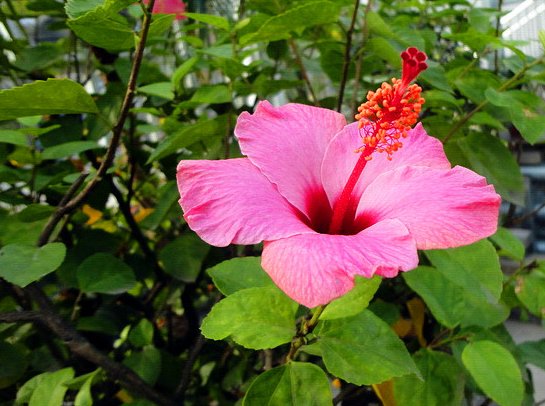 『开花』此5种花朵最适合放在阳台,沾土即活,非常容易爆盆,枝繁叶茂