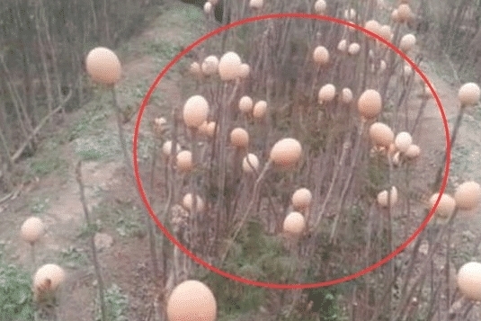 女子发现树枝上长满”鸡蛋“, 好奇上前摘下, 才知道闯了大祸