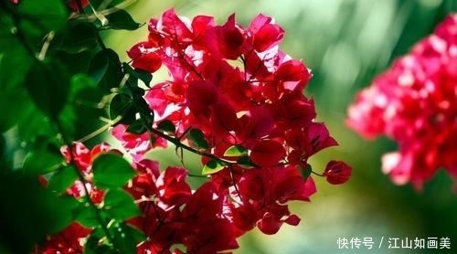  养分|夏季三角梅有“4怕”，难怪只长新叶不开花，现在纠正也不晚！