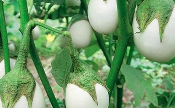  『盆栽』养花种草不实际？不如盆栽这些蔬菜，既能观赏又能食用，贼好看
