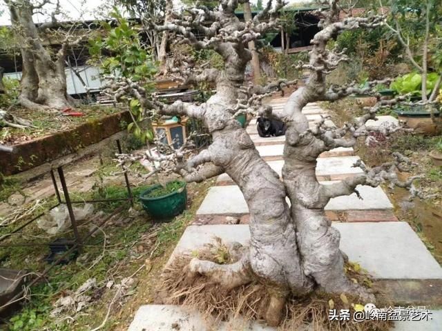  「作品」有年功的盆景，品相好，价值高！