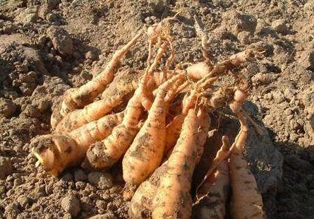 这野草农村满山都是，块茎似地瓜价值高，城里人却当个宝