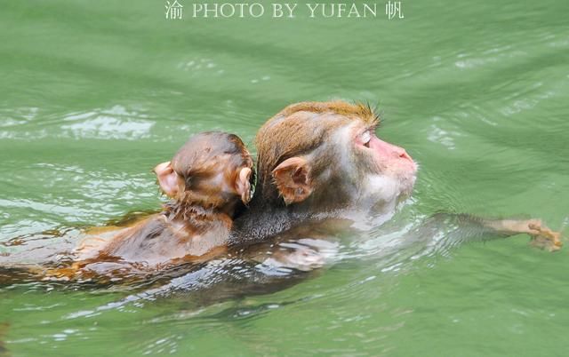 重庆终于成功入夏，高温下猴子比人还懂享受，网友直言“成精了”