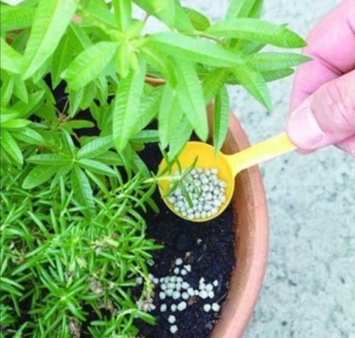  【春天】春天养花的“3忌”，避开了枝繁叶茂，花爆盆，否则花去盆空