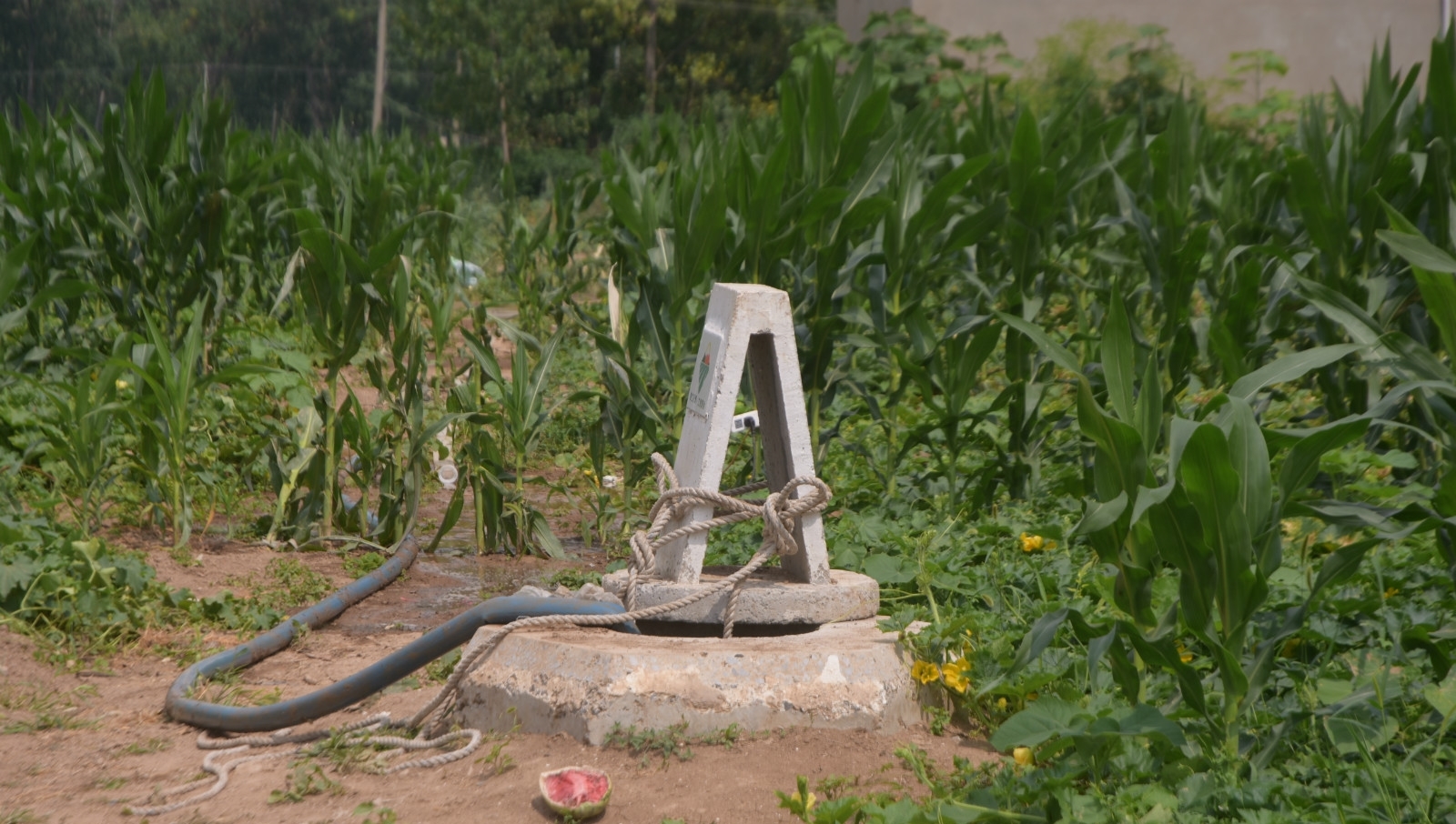 玉米遭遇持续干旱，地头就是水井，为啥农村人不愿灌溉？
