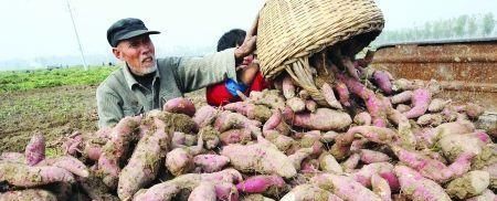  「心酸」曾卖3元，现在堆在路边不要钱也无人问津，看农民的裂手