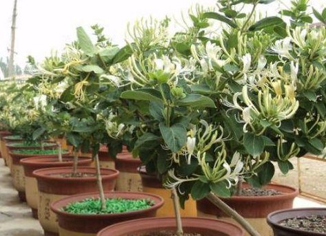  花钱买@这种“天价”植物，不用花钱买，仅用“一片叶”，能养出好几盆！