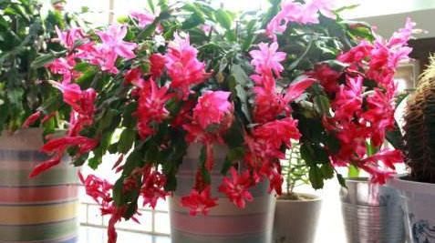  『夏季』告爱美的姑娘：4种花，有效防辐射，电脑前养一盆，再不用怕变丑