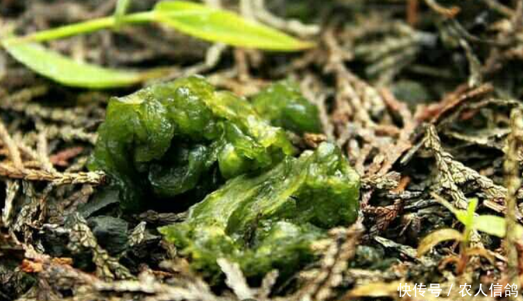 农村有3种野菜营养价值高，第1种打雷后才出现，你们吃过几种？