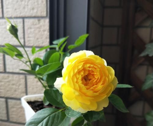  [高贵典雅]喜欢菊花，就养盆“菊中珍品”滦水婧桂，高贵典雅，高高在上！