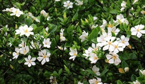  『栀子花』春天养花选它，越晒越开花，香味更浓郁，是家庭盆栽佳品！