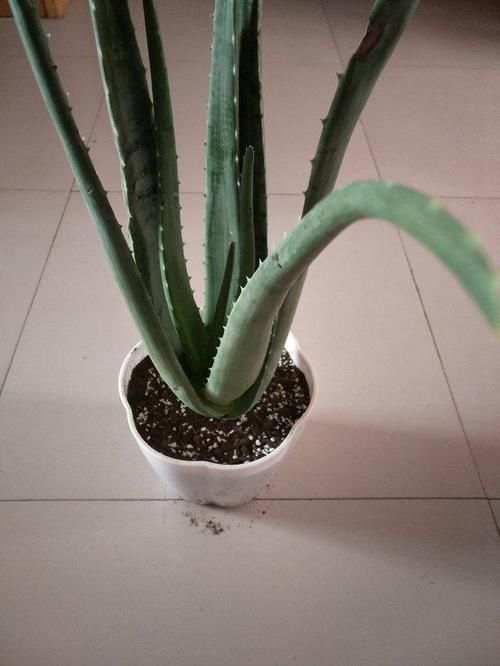  冒满@芦荟长不大？一个月“加餐”一次，长成小胖子，呼呼冒满小崽子