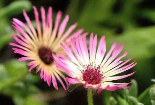 放在|试养这五款菊花,一到夏天就爆,放在阳台晒太阳,爆成花海全靠晒