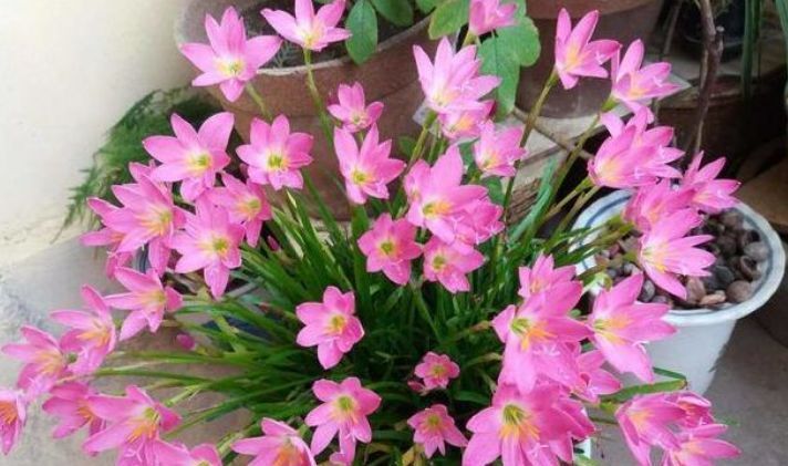  漂亮：3种花非常漂亮，花大色艳四季开花，好养易活不操心，谁养谁喜欢