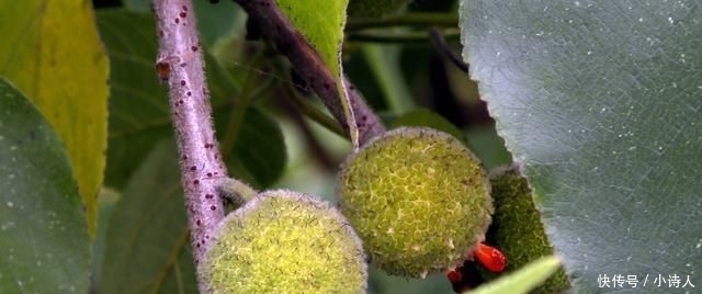  「构树果」浑身是宝，却丝毫不受待见，农村这种树木为何会沦落到这般田地？