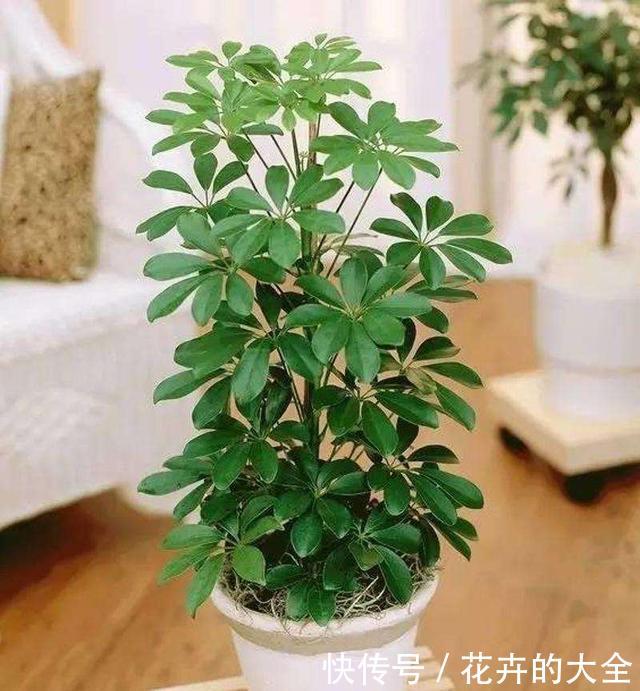 『寓意』这6种花,寓意吉祥,看看你喜欢吗?
