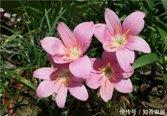 家里|3种花适合新手,养护非常简单,家里养一盆,四季开花不断