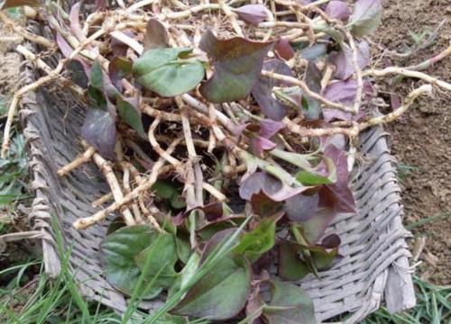  『拔掉』河边的1种“植物”，被称为“鱼腥草”，请勿拔掉，价值高、珍贵