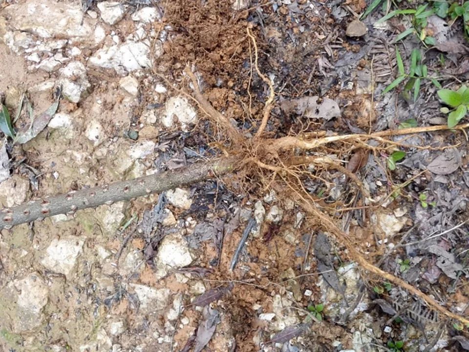 农村一种满身是刺的树，过去农民砍来当柴烧，如今却被大量种植