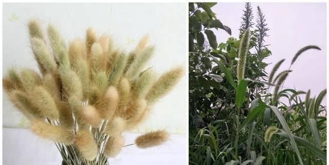  「偿命」4种美死人不偿命的小草，有一种因太美而受人践踏
