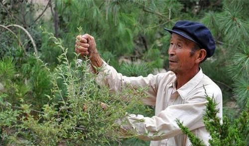  实拍：实拍：农村20岁双胞胎兄弟，耗费48年让400亩黄土变为山林