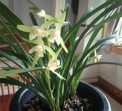  家里■此“天然”有机肥，能防土板结、促花全面生长，淘米水不如“它”