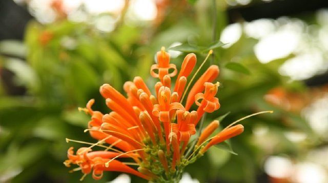  成串|这种盆栽花卉，花开成串，灿如烟花十分好看！