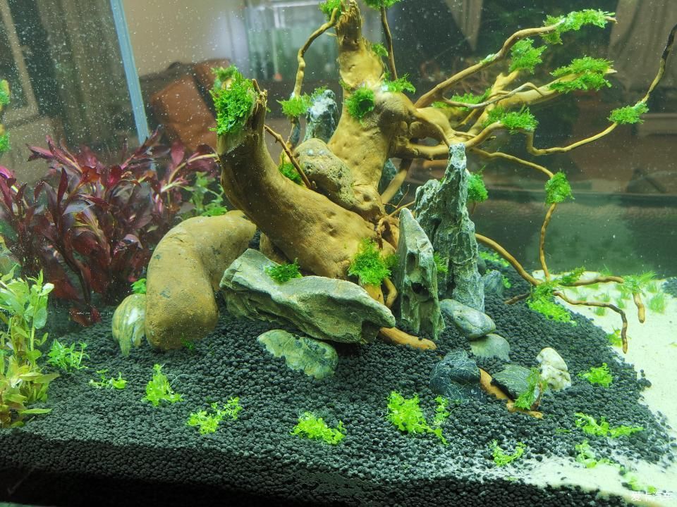  『水质』我家的花花草草第十四季-新手折腾水草缸
