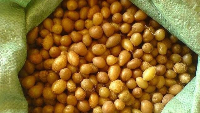  去山里@农村一种野果，埋在土里生长，煮熟比土豆好吃，现在一斤