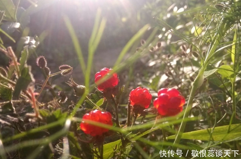  「野生水果」乡下一种植物，人称“野草莓”，现在很稀有，药用价值高