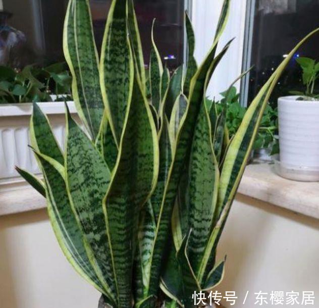  「幸福树」庭院选这几款花，花姿妖娆，养在哪里都爆盆，好运到来