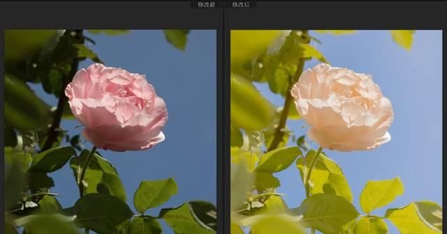  [大圣不空]这样调色，太温柔治愈了！