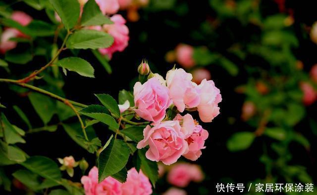 「对光照」这几种花最喜欢“晒太阳”,太阳正旺多晒晒,开花也能变多