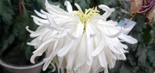  『蓝眼睛』喜欢玫瑰，不如养盆“桃花系列”桃花扇，似桃花折扇，清新之美！