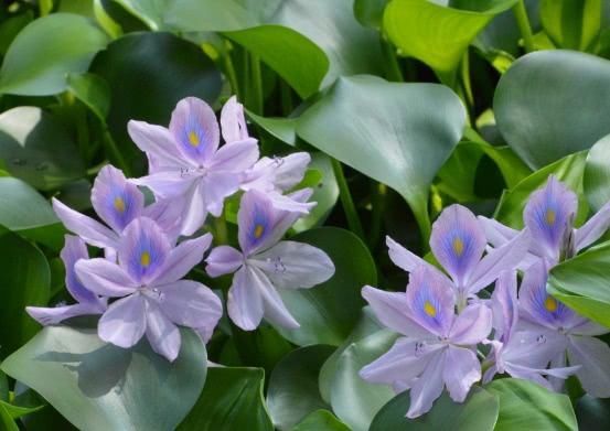 入侵中国的水葫芦，现都消失去哪了？老外不得不感叹中国人智慧！