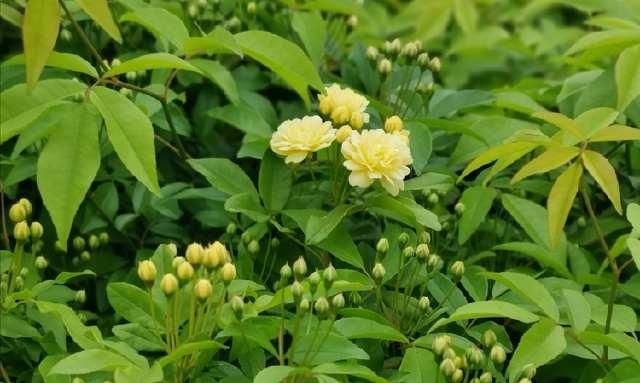  「清明」清明的蔷薇花儿，绽放在西安的园林间