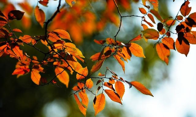 有“问题”的2张秋景照片,拍摄有瑕疵,摄影中级班点评