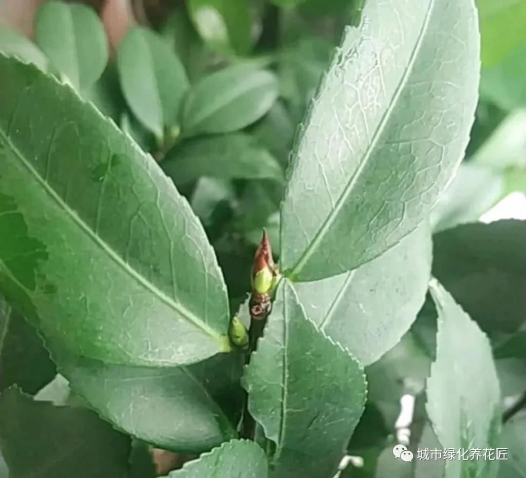  抽枝|茶花在新芽抽枝时要注意施肥，施错肥易枯芽抽枝失败，来年无花赏