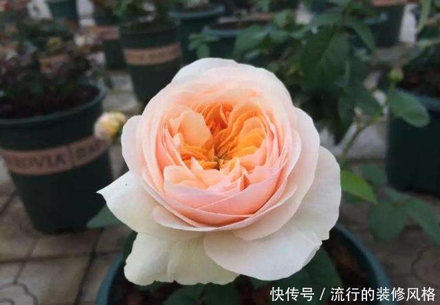 『聊红槐』3种花非常适合家养,养护简单不操心,开花艳丽能爆盆,漂亮极了