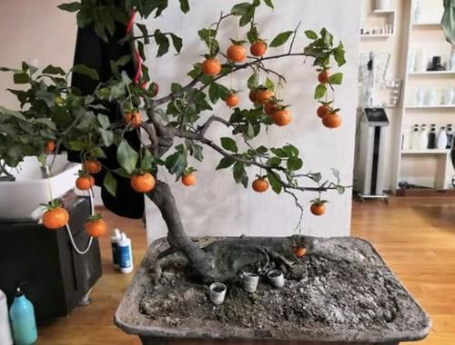  『值钱』陈大姐挖了1个“树桩”，种植在院子里，变成“金弹子”，值钱