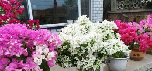  「嫁接」三角梅开花颜色太单调，教你个小技巧，不用嫁接，一树开出多色花