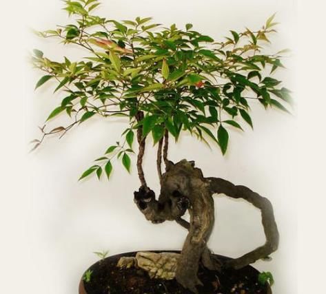  『快乐』三款寿意之花，盆栽一株修心养性，健康又快乐，款款好看又爆盆