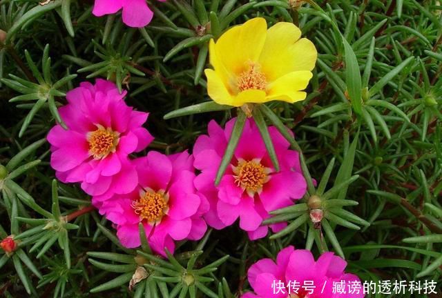  『蓝雪花』春天养了“4种花”，一出太阳就开花，花量大颜色美，是开花机器