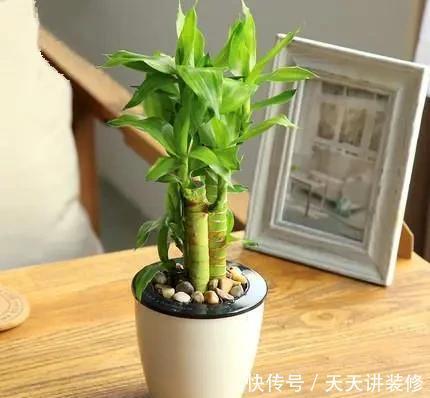 家里|家里什么植物都可以不养,唯独这4种花万万要摆,身体越住越健康